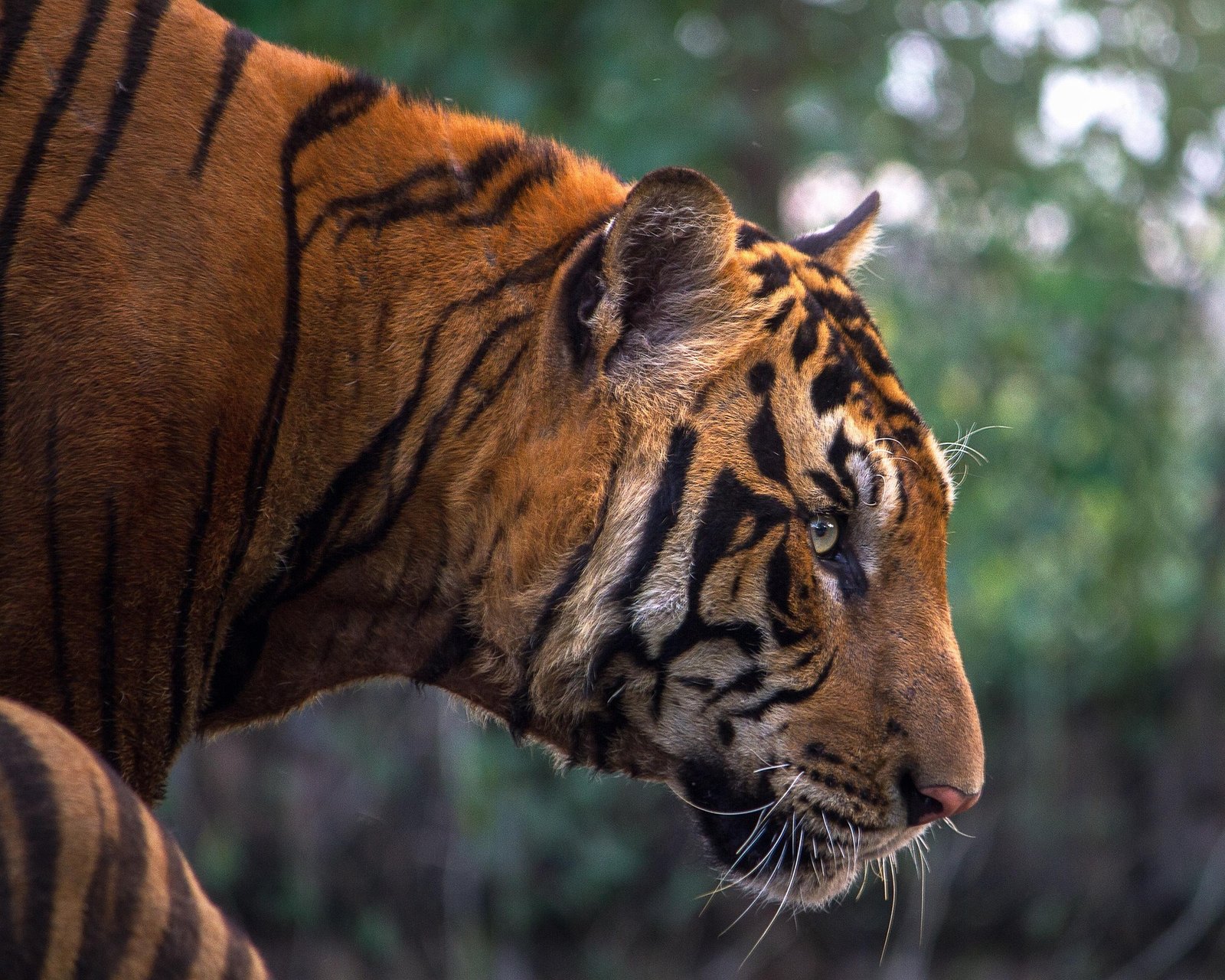 A Quiet Moment in the Tiger’s Wild