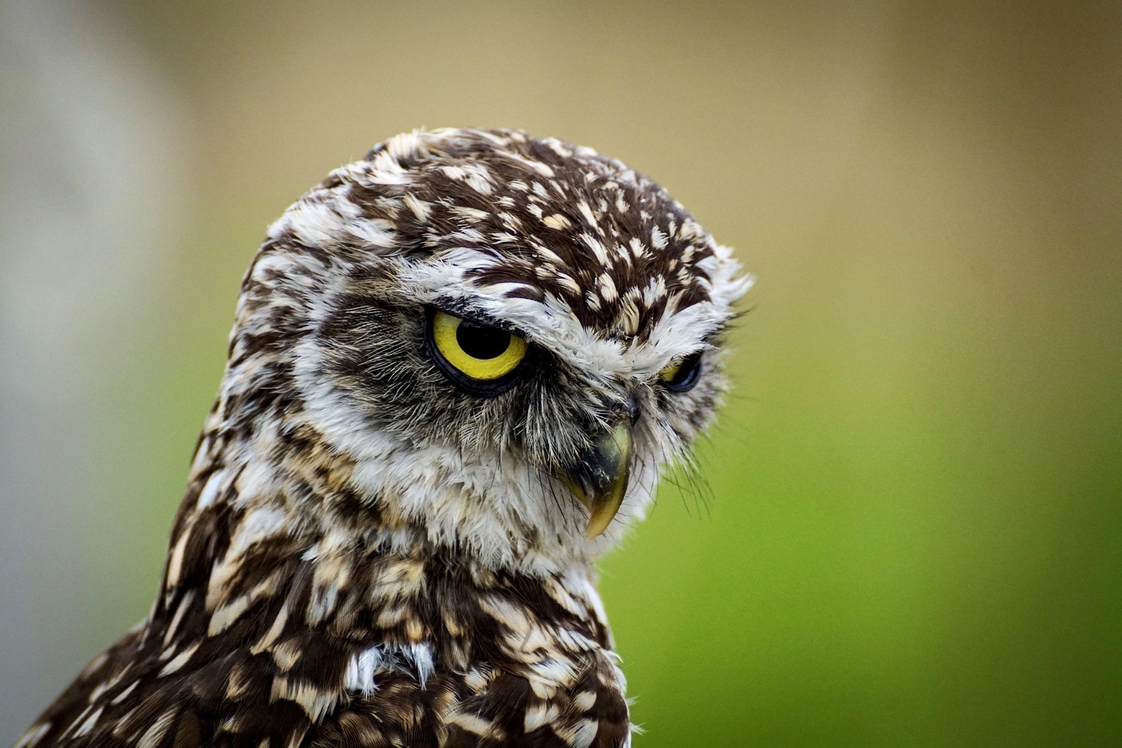 The Silent Watcher