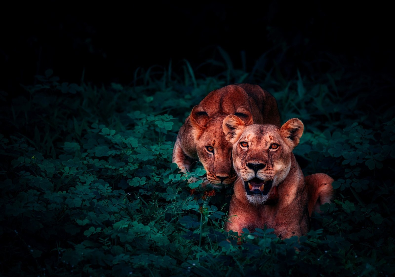Wildlife cover photo